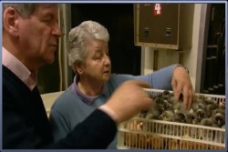 Muriel Johnston shows Joe Mahon, presenter of Lesser Spotted Ulster around the hatchery.